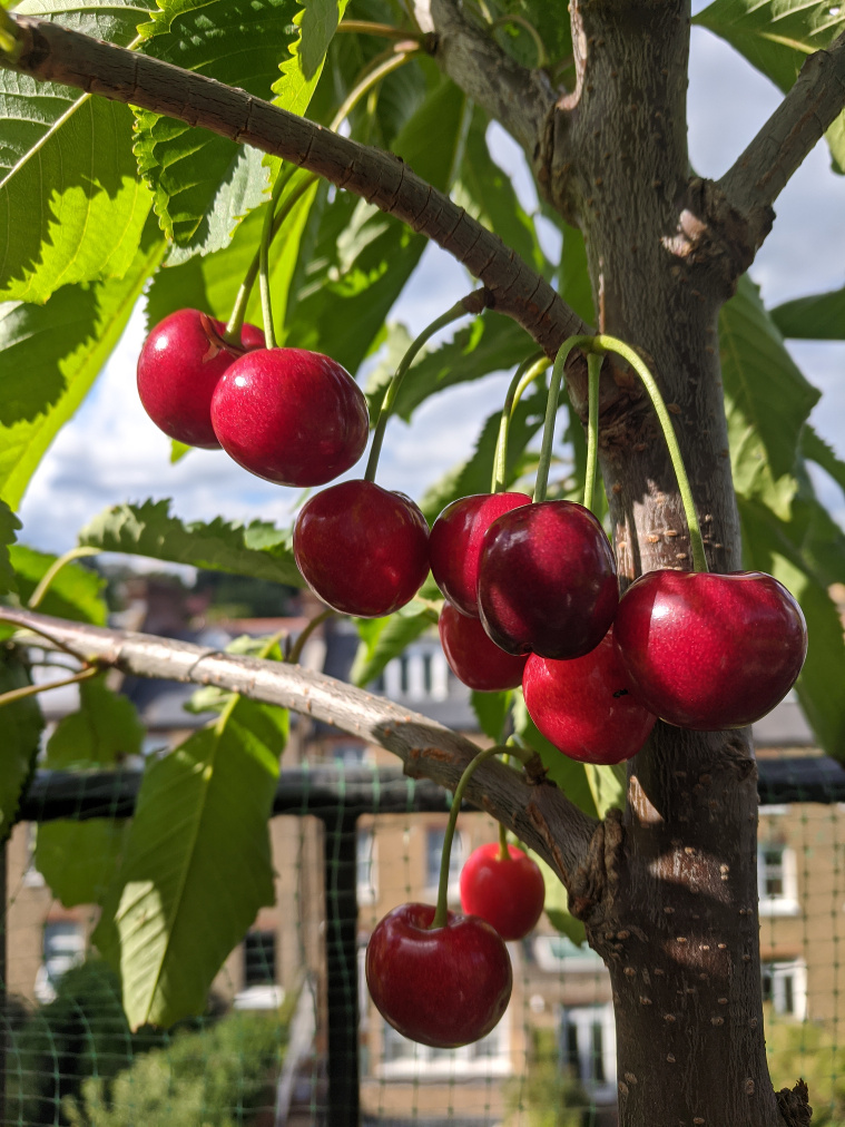 The first 12 cherries, 20 June 2020