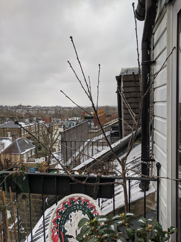 Cherry tree in the snow, 9 Feb 2021