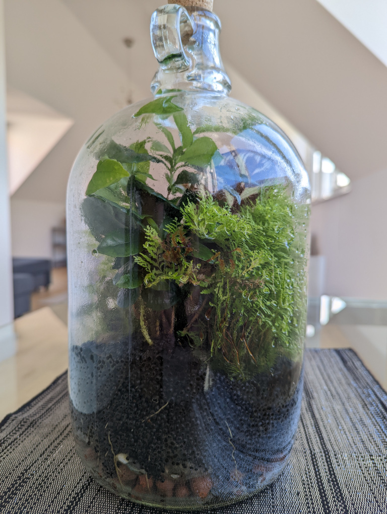 Terrarium, 4 months later, 20 Jun 2022